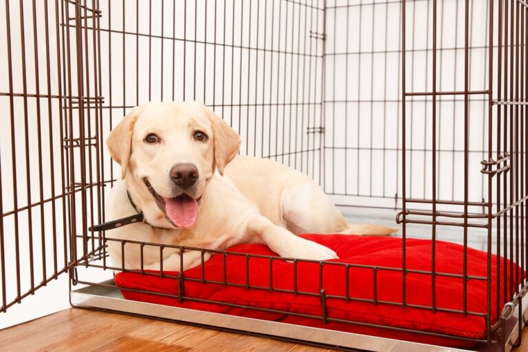 How to clean a pet cage like a pro